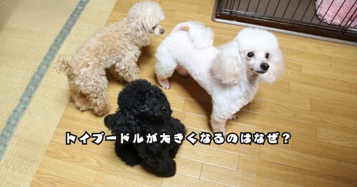 サイズの違うトイプードルが並んでいる様子｜大きくなる個体差のイメージ