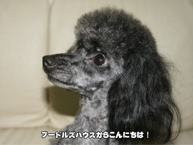 トイ【アップ】