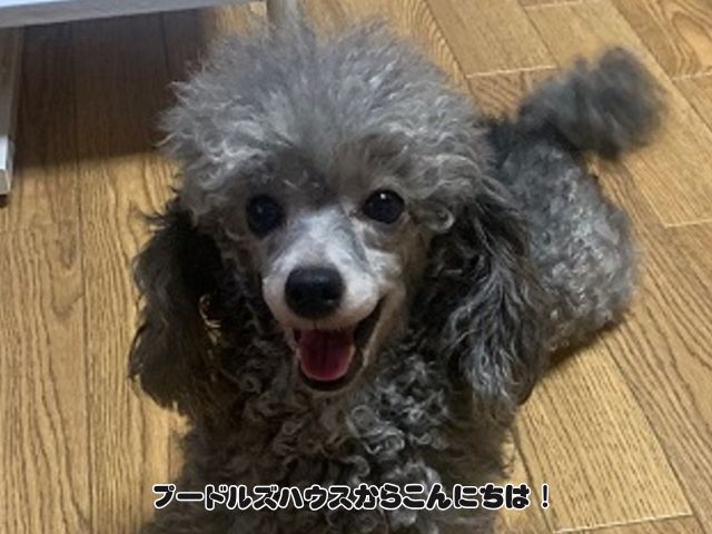 トイプードル シルバー【キャンディ】
