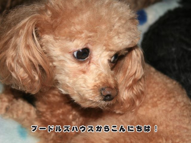 トイプードル レッドアップ【アビー】