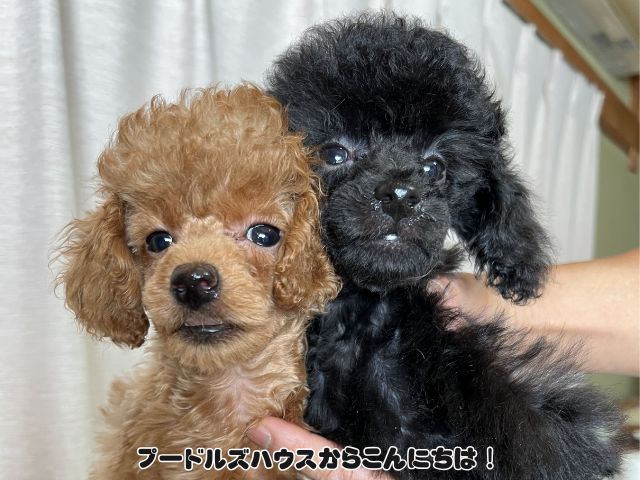 トイプードル 子供たち【ブラック・レッド】
