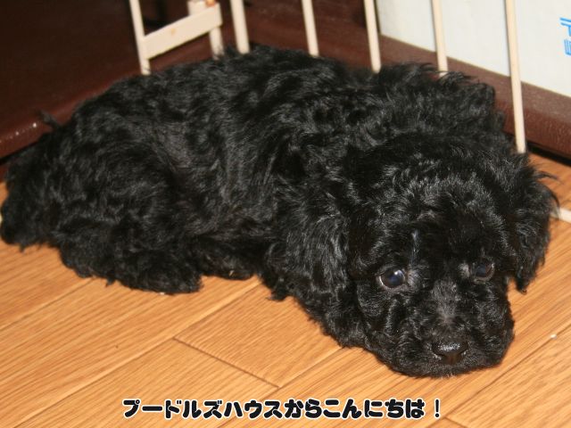 トイプードル 子犬【ブラック】
