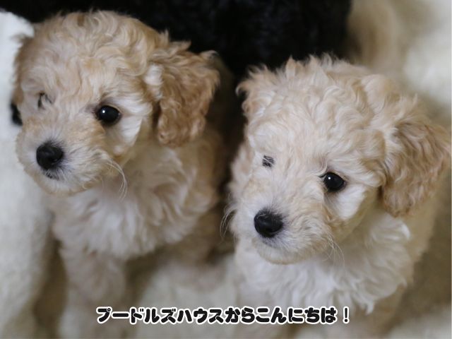 トイプードル【クリーム子犬】