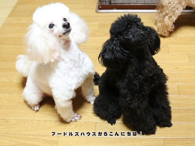 飼い主を見つめるホワイトとブラックのトイプードル。名前を呼んだら見てくれる信頼関係を大切に育てています