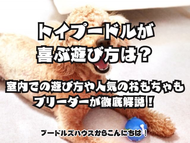 トイプードルが喜ぶ遊び方は？室内での遊び方や人気のおもちゃもブリーダーが徹底解説！