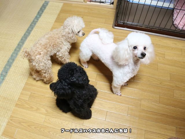 サイズの違うトイプードルが並んでいる様子|大きくなる個体差