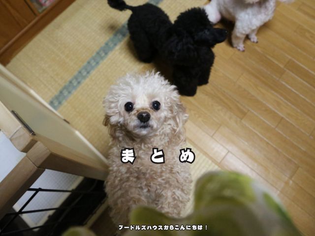 トイプードルが見上げている様子|安心して迎えられるイメージ