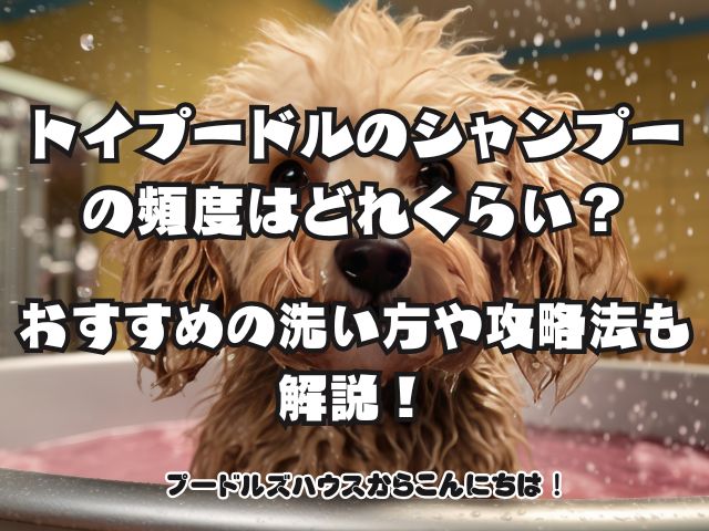 トイプードルのシャンプーの頻度はどれくらい？おすすめの洗い方や攻略法も解説！