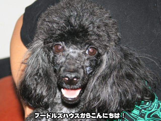 トイプードルの丸刈り顔