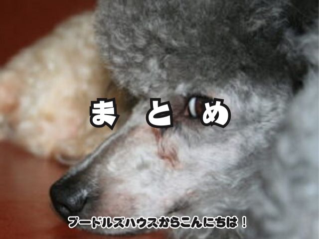 トイプードルシルバー【まとめ】