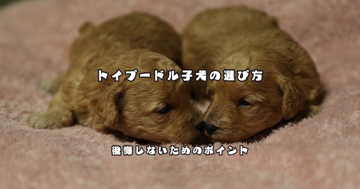 トイプードル子犬の選び方を解説する記事のアイキャッチ画像。寄り添う2頭のトイプードルの子犬。