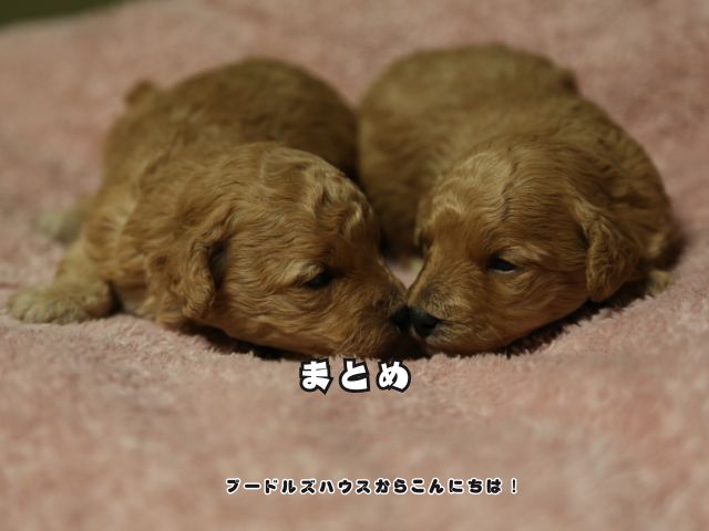 寄り添う2頭のトイプードルの子犬。子犬選びのポイントをまとめた記事のまとめ画像。