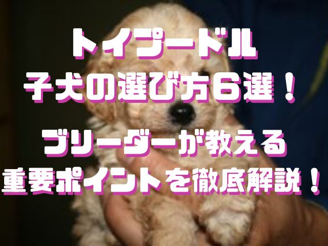 トイプードル子犬の選び方6選！