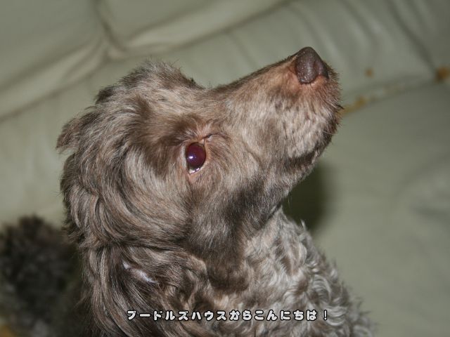 犬の噛み癖はいつまで？ブラウンプードル【マズル】