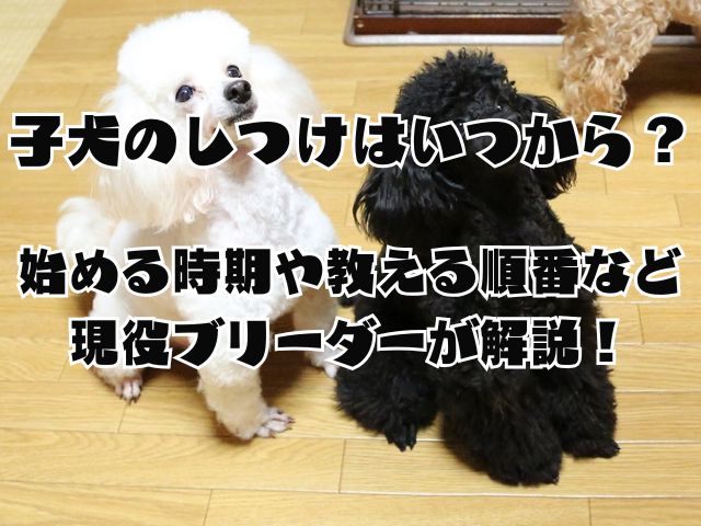 子犬のしつけはいつから？始める時期や教える順番など現役ブリーダーが解説！