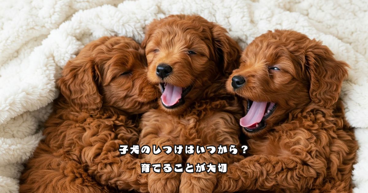 寄り添って過ごすトイプードルの子犬たち。しつけは教え込むのではなく育てることが大切
