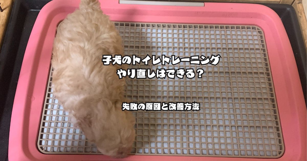 トイレトレーの上にいる子犬｜トイレトレーニングのやり直しと失敗の原因・改善方法を解説