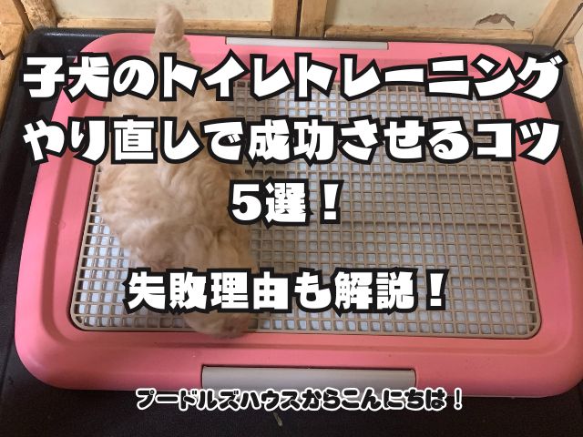 子犬のトイレトレーニングやり直しで成功させるコツ5選！失敗理由も解説！