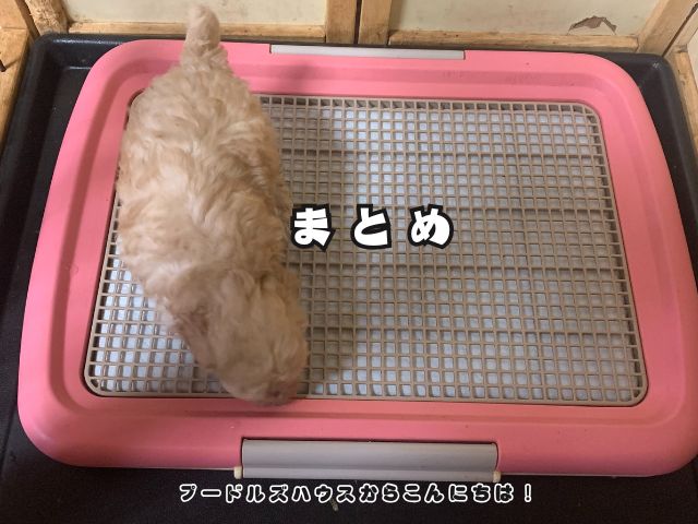 トイレトレーの上にいる子犬｜トイレトレーニングのやり直しと失敗の原因・改善方法を解説【まとめ】