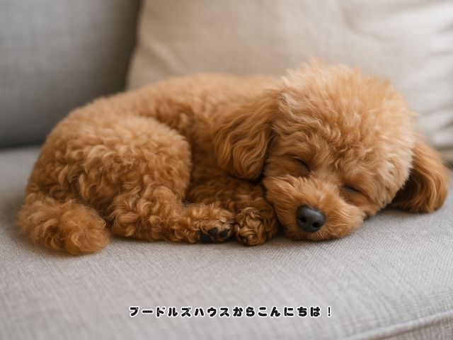 安心して眠るトイプードルの子犬。新しい環境では安心して休める場所を作ることが大切です