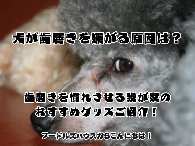 犬が歯磨きを嫌がる原因は？歯磨きを慣れさせる我が家のおすすめグッズご紹介！