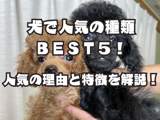 犬で人気の種類ＢＥＳＴ５！人気の理由と特徴を解説！