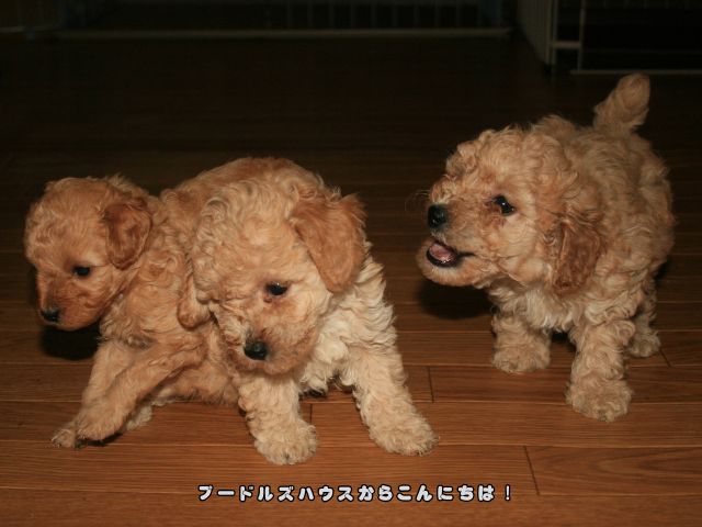 犬の噛み癖はいつまで？（子犬たち）