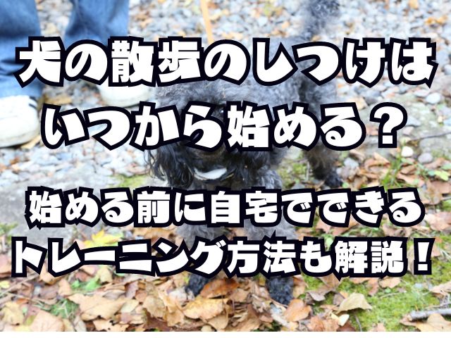 犬の散歩のしつけはいつから始める？始める前に自宅でできるトレーニング方法も解説！