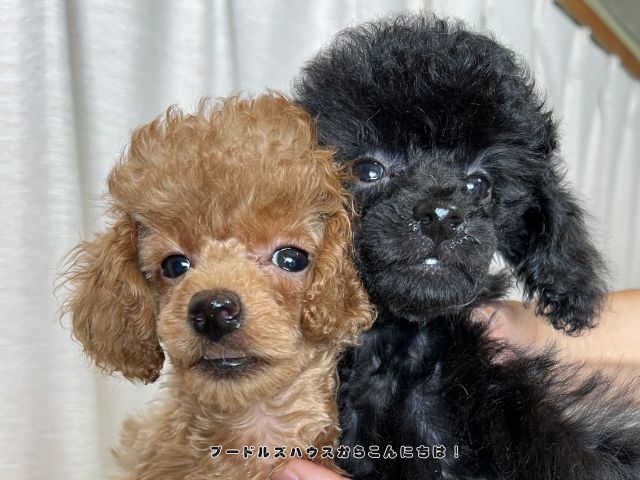 自分に合う犬種を考えて迎える前に知っておきたいトイプードルの子犬たち