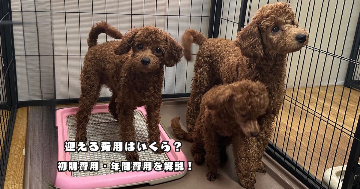 トイプードルを迎える際の初期費用や年間費用について解説する記事のアイキャッチ画像