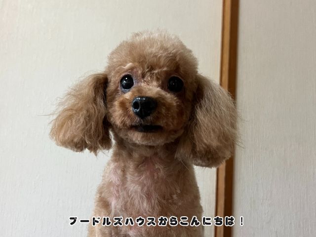 キャロルトリミング後