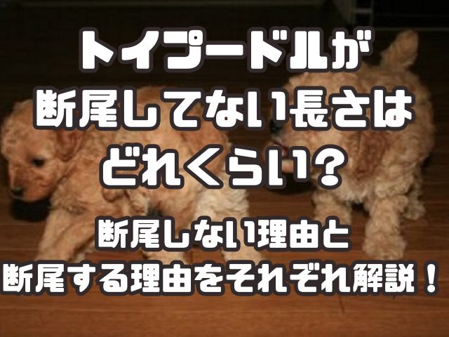 トイプードルが断尾してない長さはどれくらい？断尾しない理由と断尾する理由をそれぞれ解説！