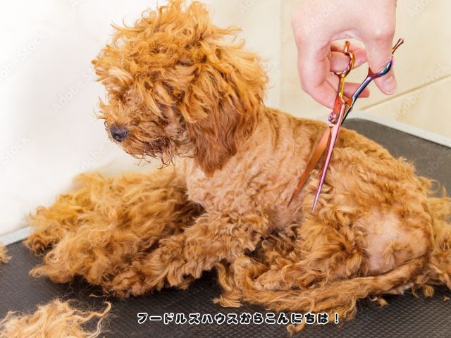 トイプードルが毛玉だらけでもトリミングできる？