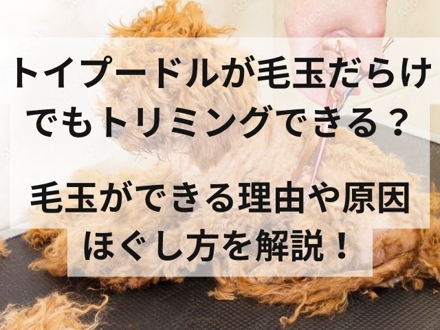 トイプードルが毛玉だらけでもトリミングできる？毛玉ができる理由や原因ほぐし方を解説！