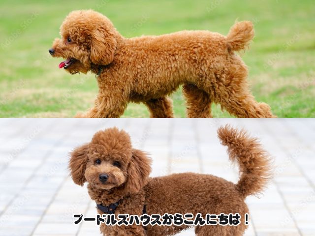 トイプードルの断尾の見分け方