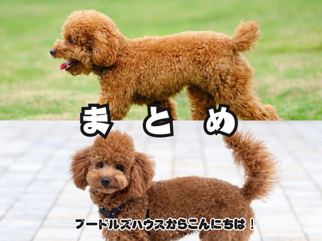 トイプードルの断尾の見分け方【まとめ】