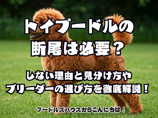 トイプードルの断尾は必要？