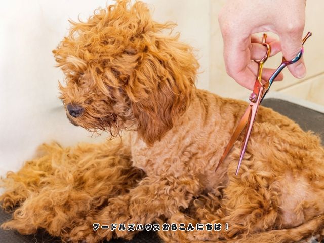 毛玉ができたトイプードルをトリミング前に撮影した様子。我が家で実践している毛玉対策を紹介