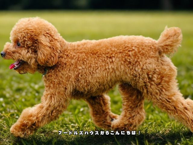 トイプードルのしっぽが短い画像（断尾あり）