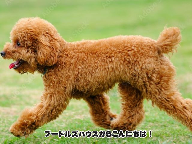 断尾の短いレッドのトイプードル