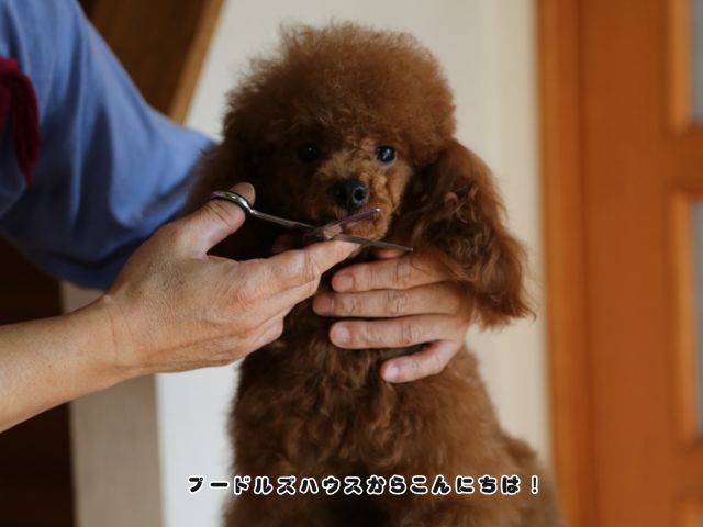 トリミング中のトイプードル。被毛や皮膚の状態を確認しながらお手入れをしています。