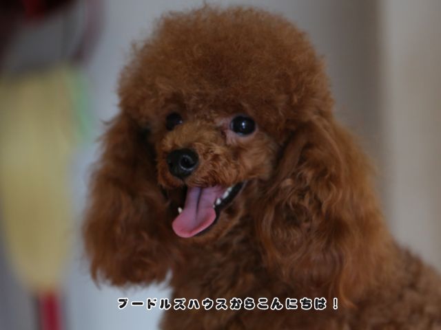 健康な被毛のトイプードル。犬用シャンプーと人間用シャンプーの違いを解説します。