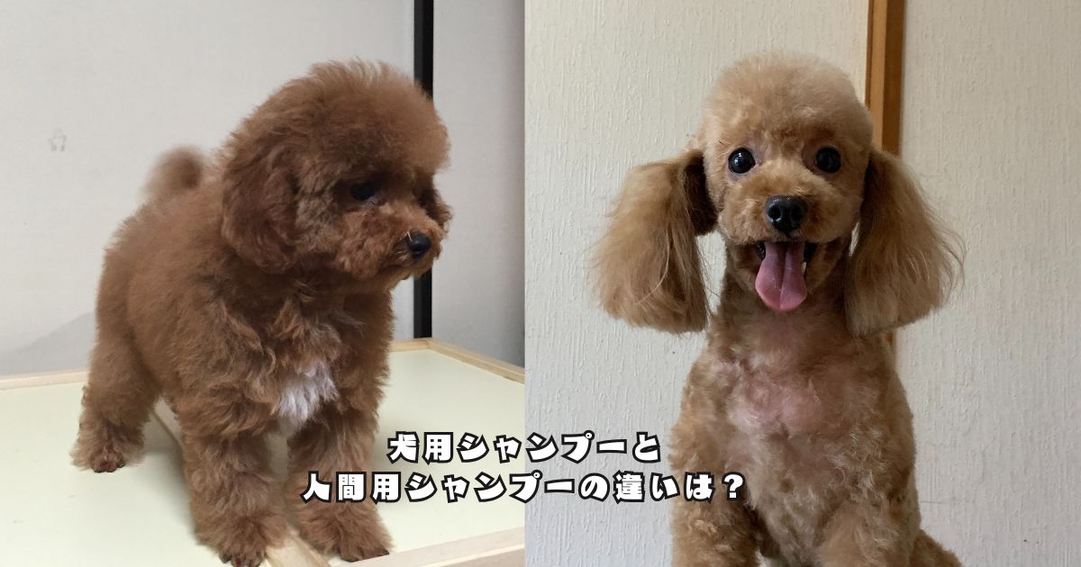 トリミング前後のトイプードル。犬用シャンプーと人間用シャンプーの違いを実体験をもとに解説します。