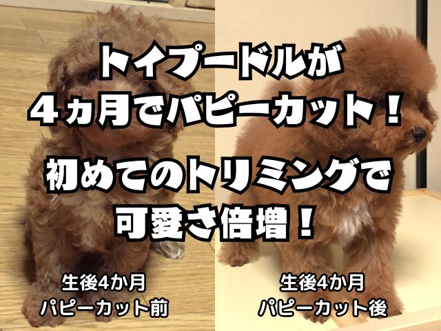 トイプードルが4ヵ月でパピーカット！初めてのトリミングで可愛さ倍増！