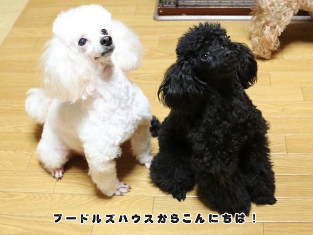 トイプードルがイボだらけになる原因は？