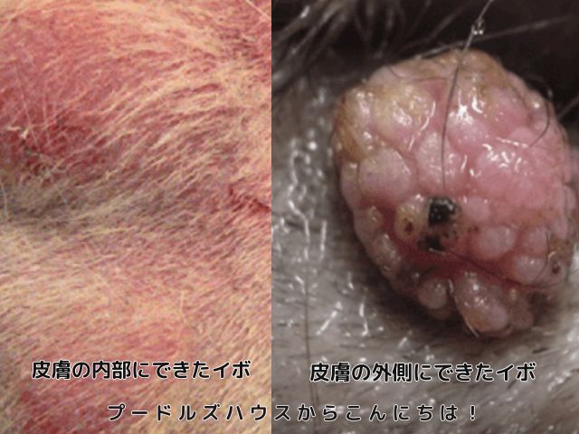 トイプードルがイボだらけになる原因は？【実際の画像】