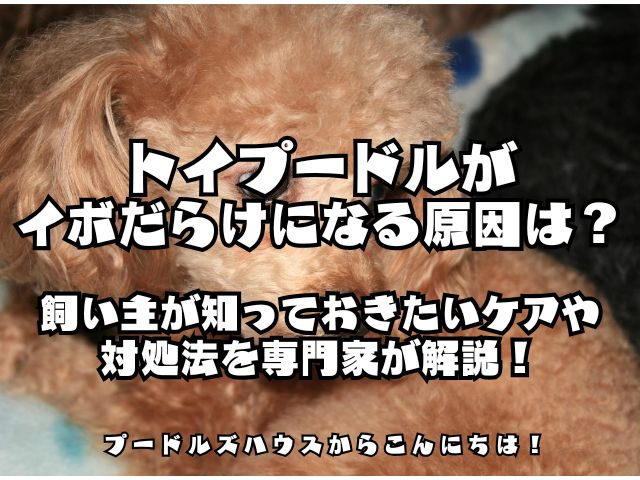 トイプードルがイボだらけになる原因は？飼い主が知っておきたいケアや対処法を専門家が解説！【アイキャッチ】