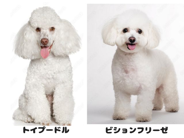 トイプードルとビションフリーゼの外見の違いを比較した画像