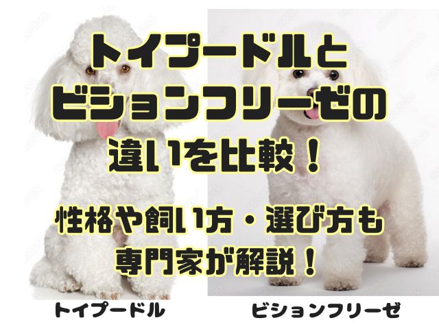 トイプードルとビションフリーゼの違いを比較！性格や飼い方・選び方も専門家が解説！