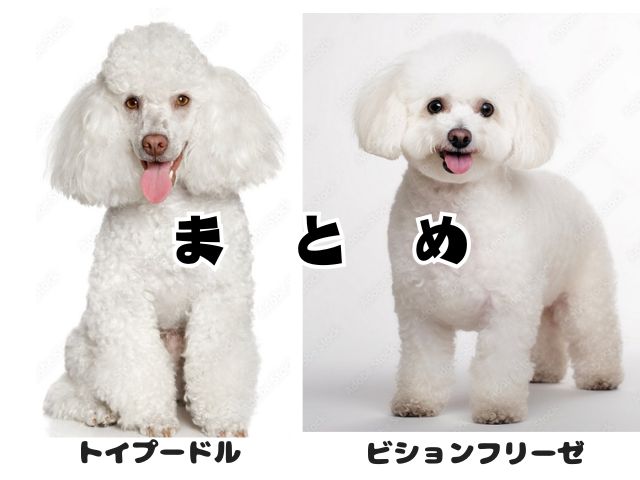 トイプードルとビションフリーゼの比較まとめイメージ